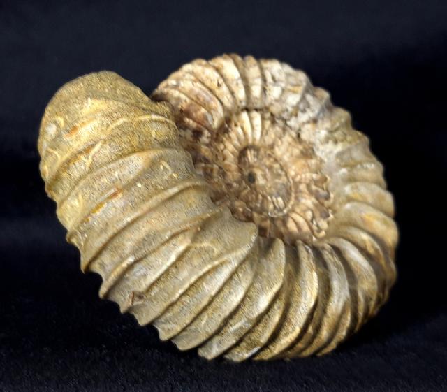 Pavlovia pavlovi (MICHALSKY 1890) - Bild &copy; FossNet FossilienStore
